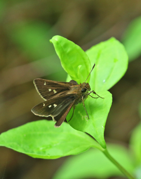 Twin-spot Skipper